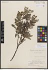 Foto von Salix borealis Fr. x Salix glauca var. appendiculata Wahlenb.